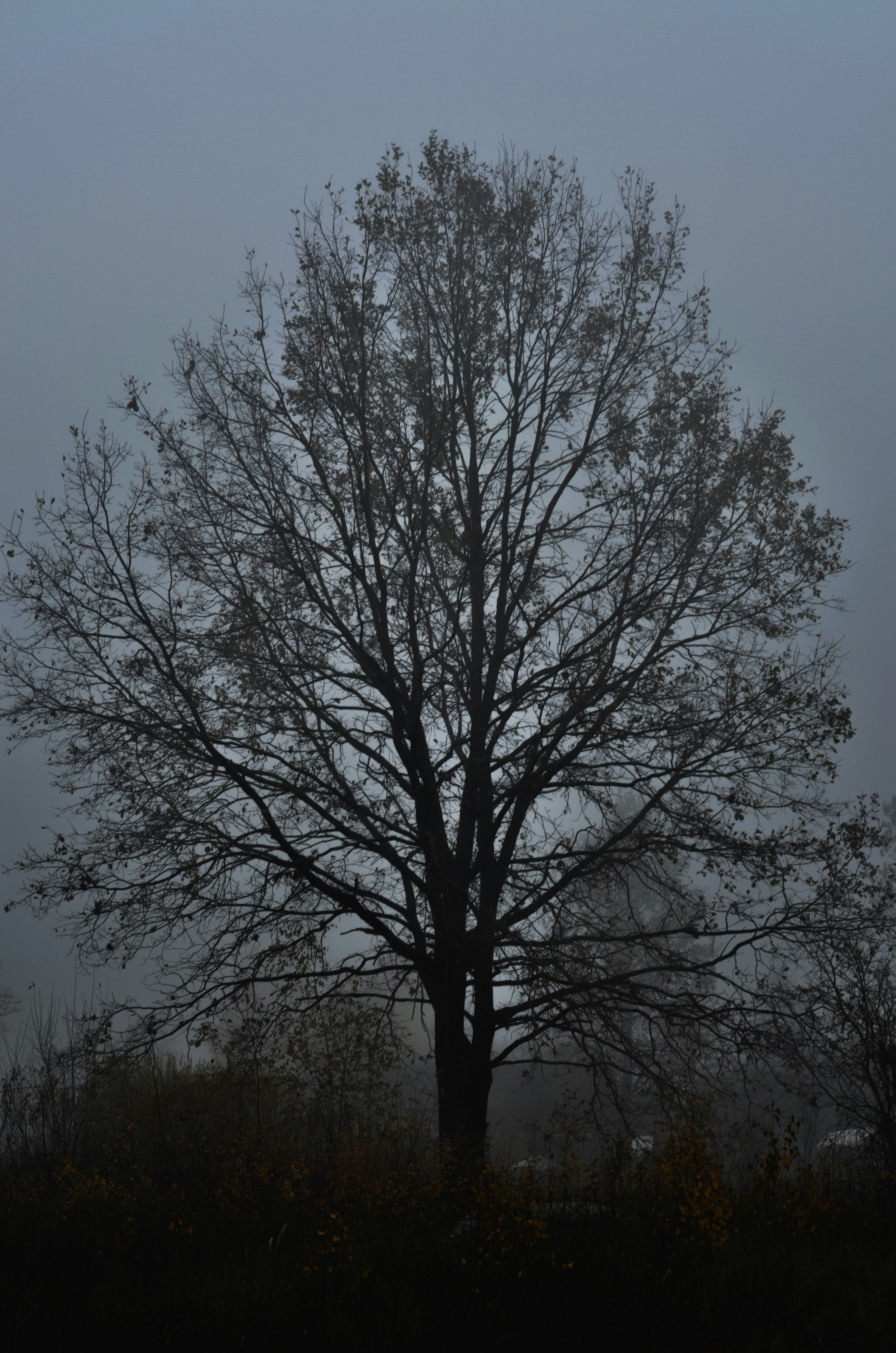 a lone tree in a foggy field