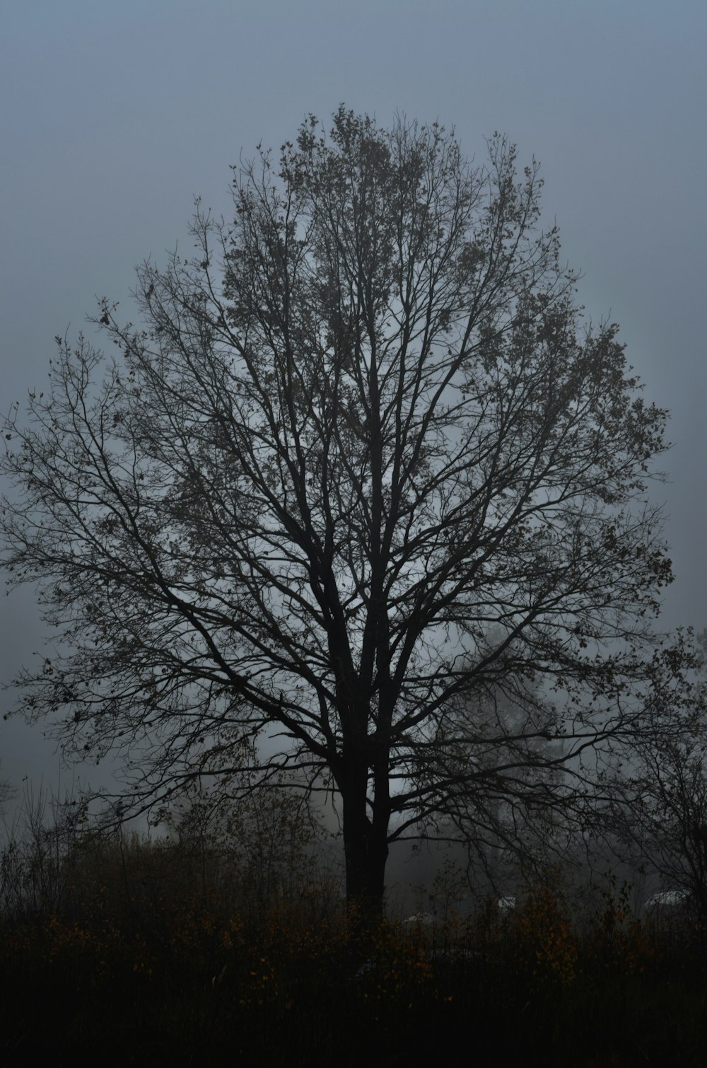 a lone tree in a foggy field