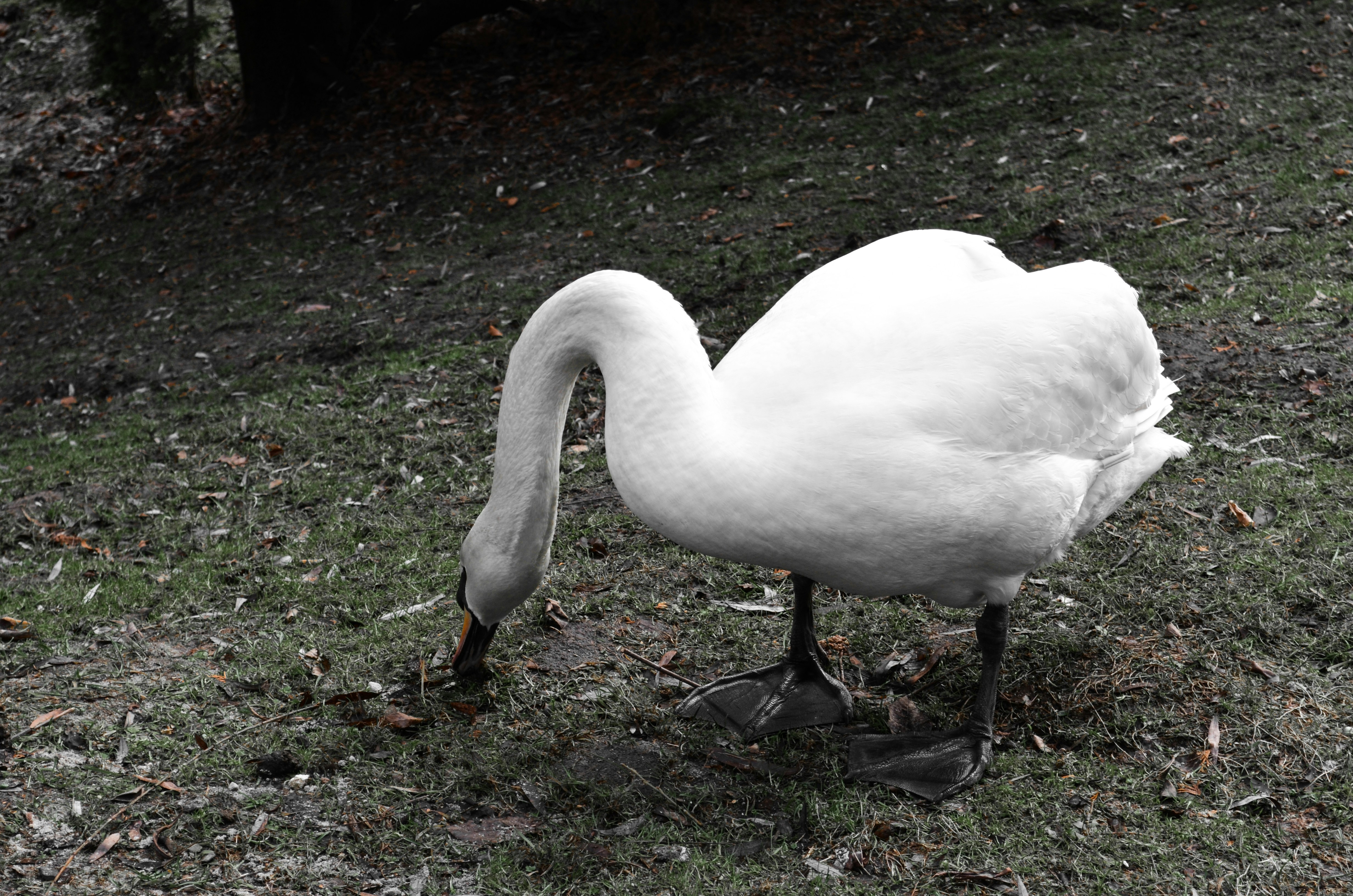 a white swan is standing on the grass