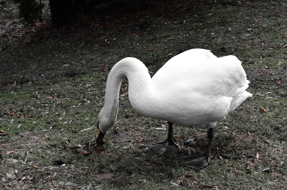 a white swan is standing on the grass