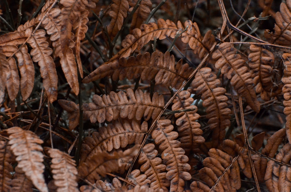 a bunch of brown leaves on the ground