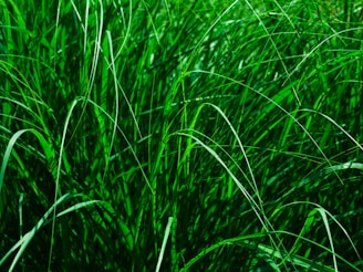 a close up of a green grass field