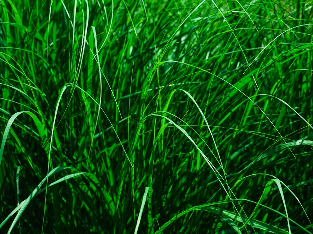 Un primer plano de un campo de hierba verde