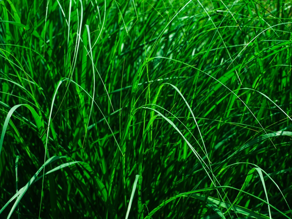 a close up of a green grass field