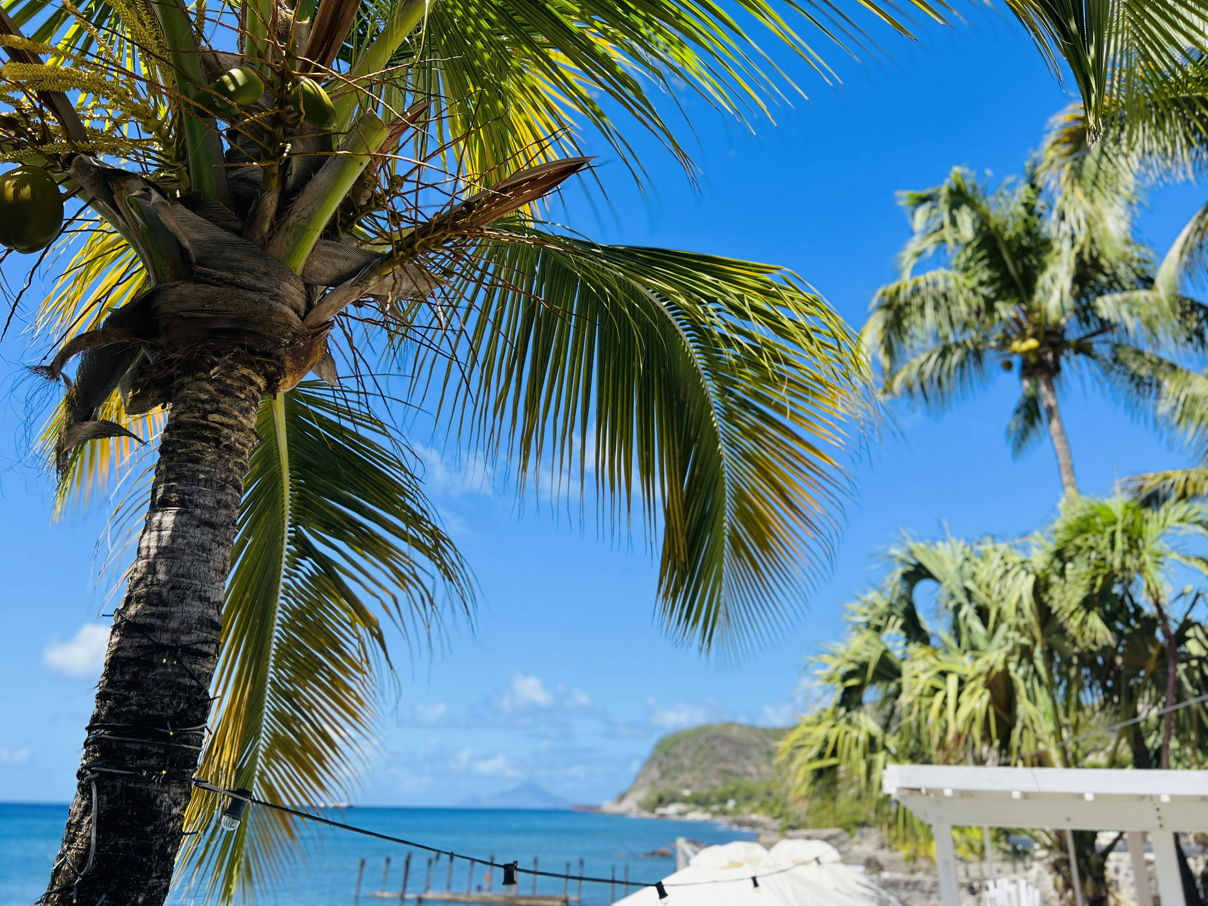 Eine Palme an einem Strand mit dem Meer im Hintergrund