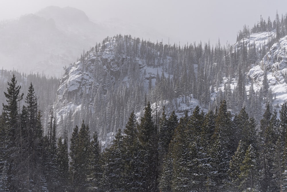 a mountain covered in snow next to a forest