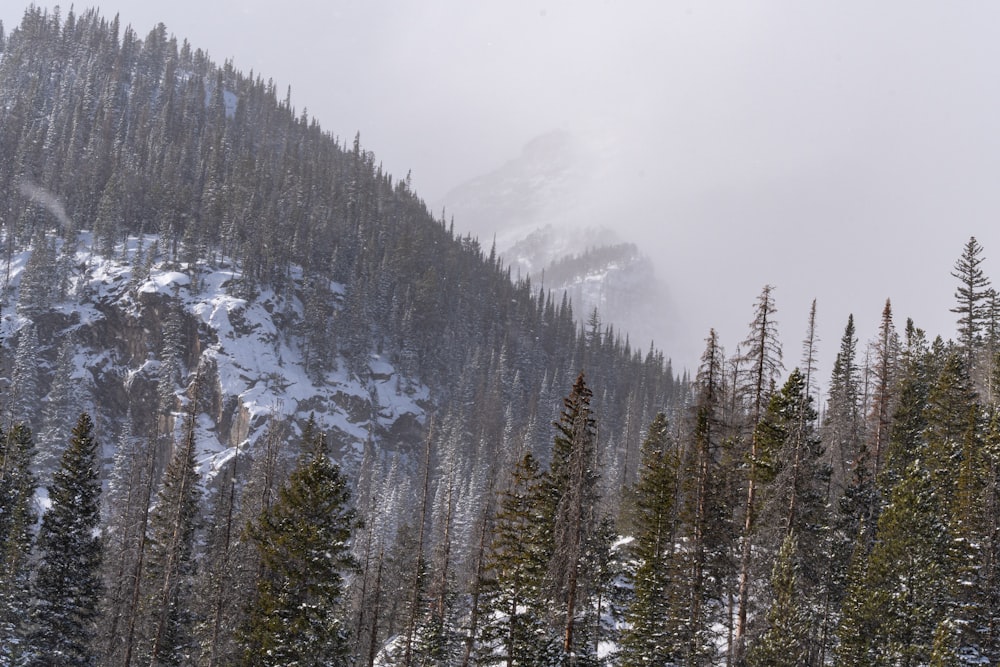 a mountain covered in snow and surrounded by trees