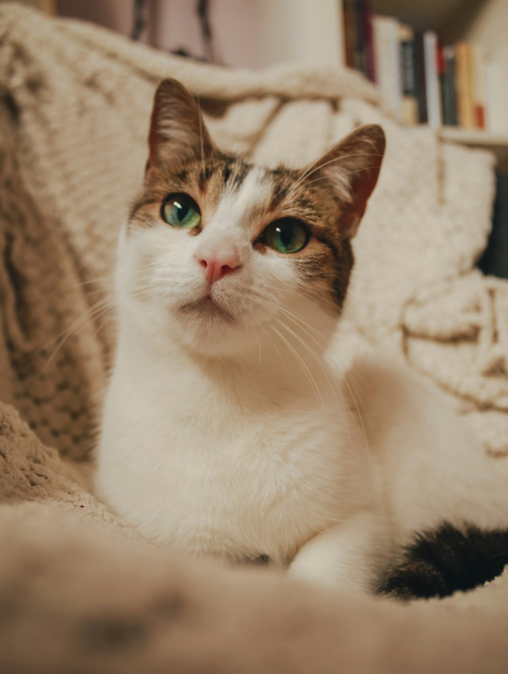 a cat sitting on a couch looking at the camera