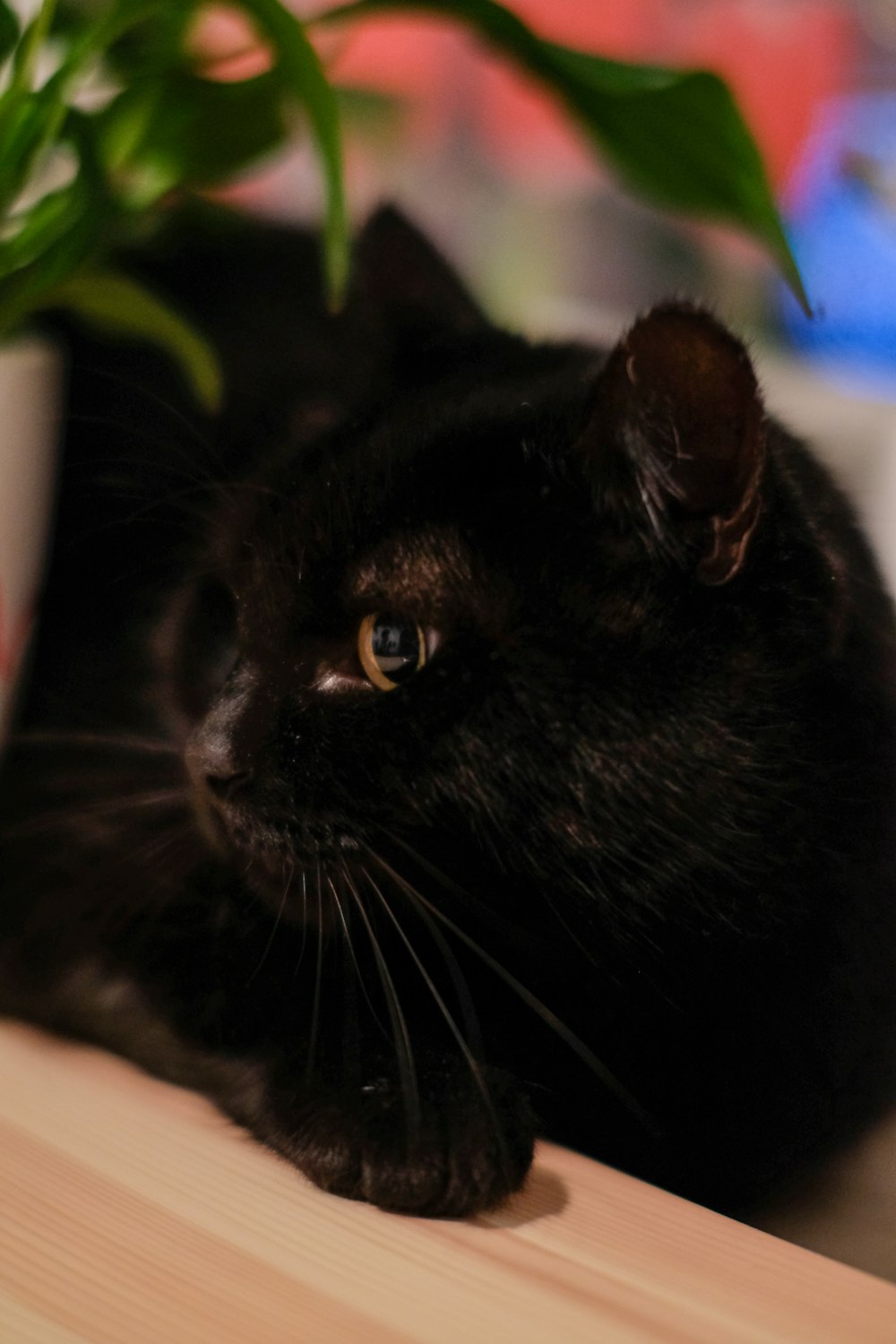 a black cat laying on a table next to a potted plant