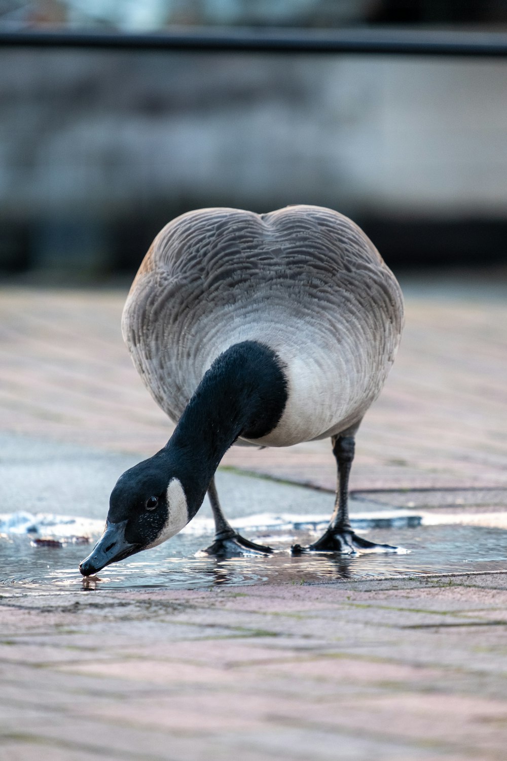 a goose is drinking water from a puddle