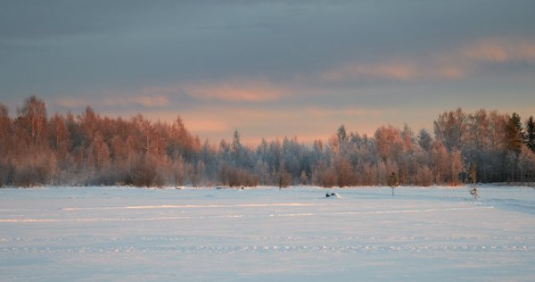 Frosted trees beyond a frozen field — Luleå, Sweden