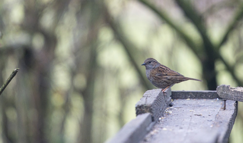 a small bird is sitting on a bench