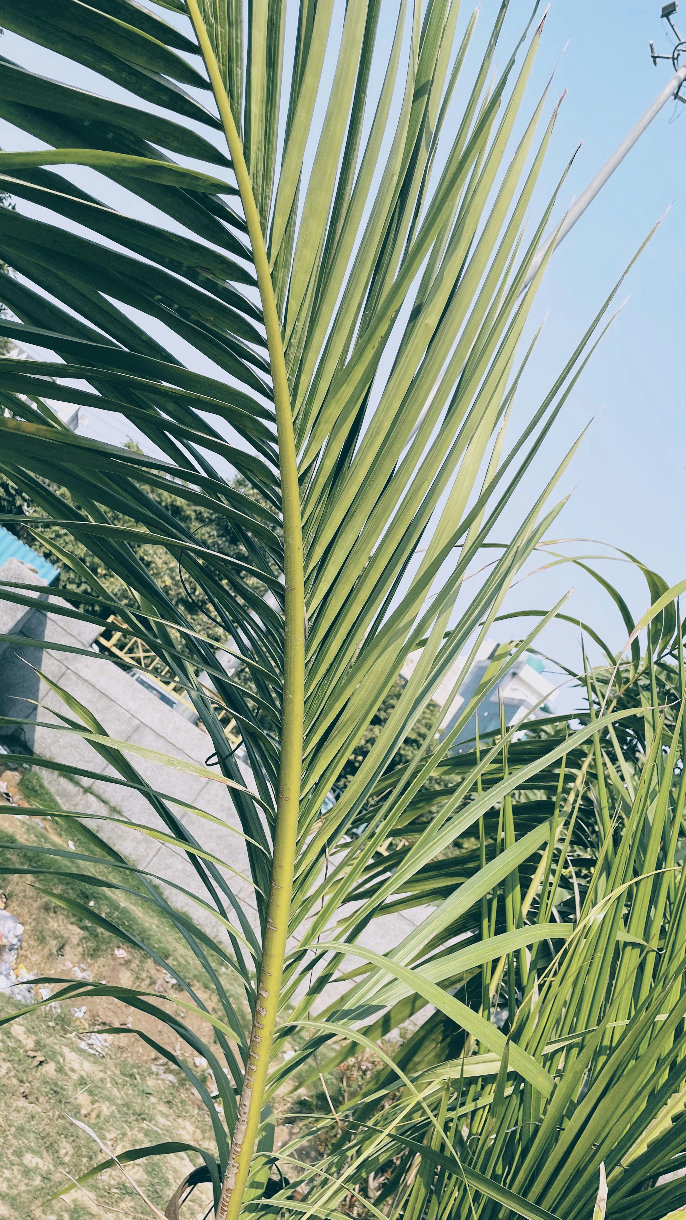 Photo by saie_majhil