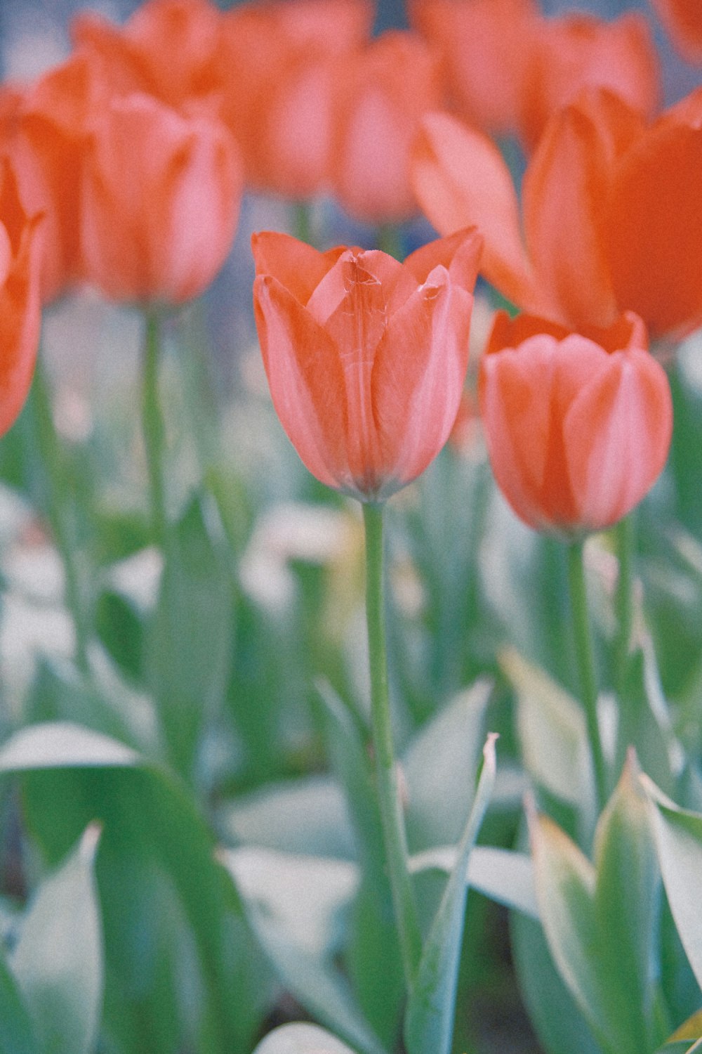 a bunch of red flowers that are in the grass