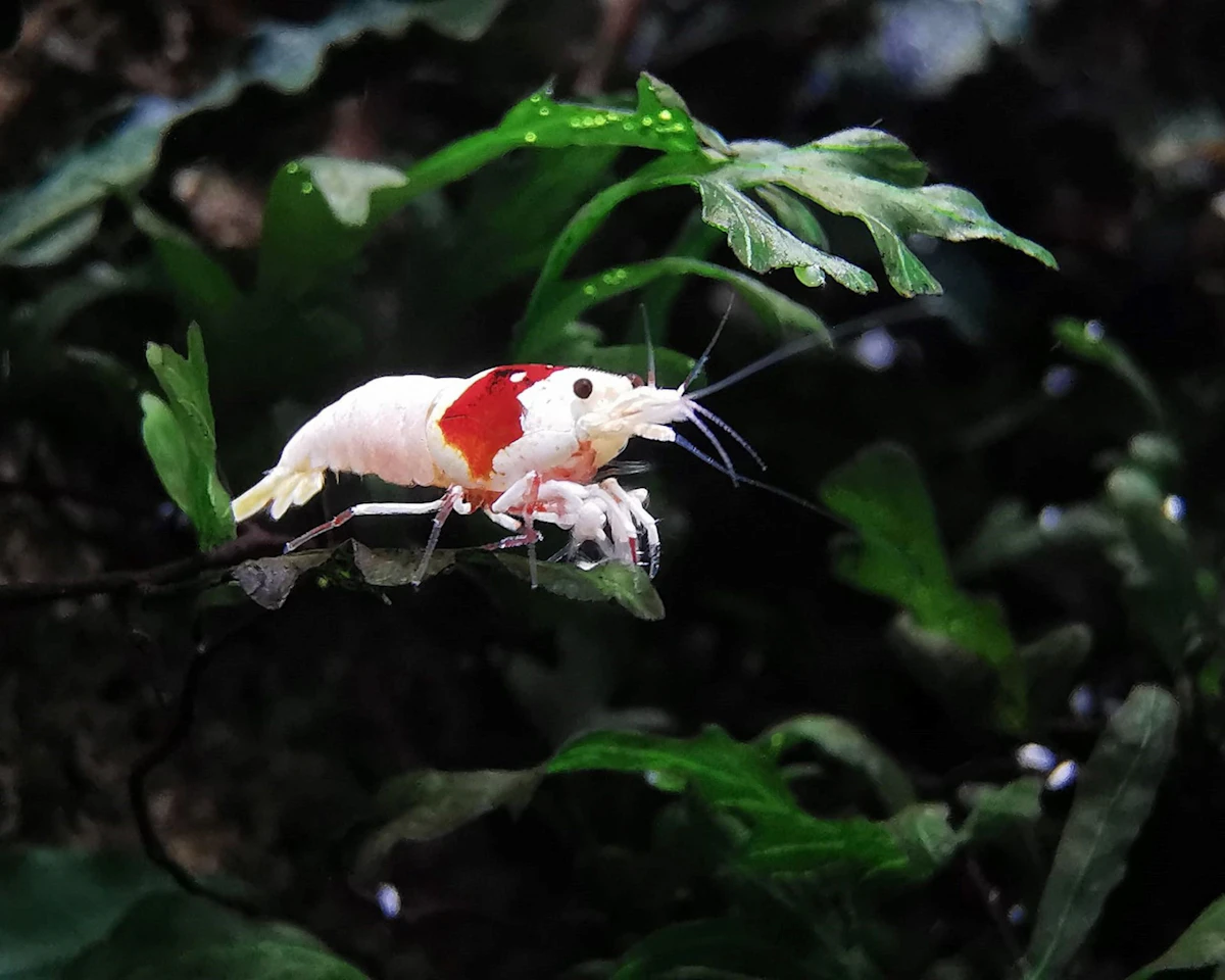 Gambas de colores en un gambario bien mantenido