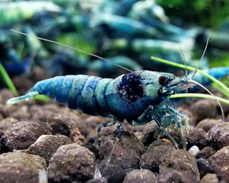 a close up of a blue shrimp on rocks