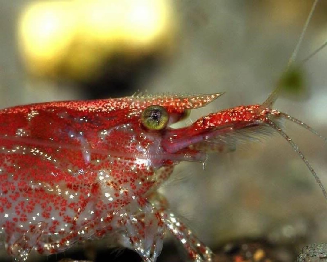 Cherry shrimp in aquarium