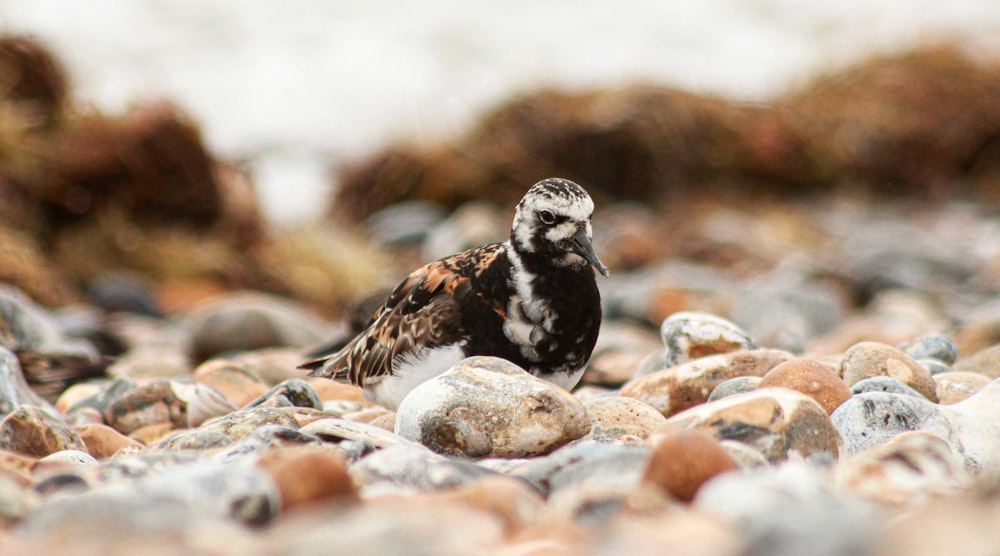 a small bird is standing on some rocks