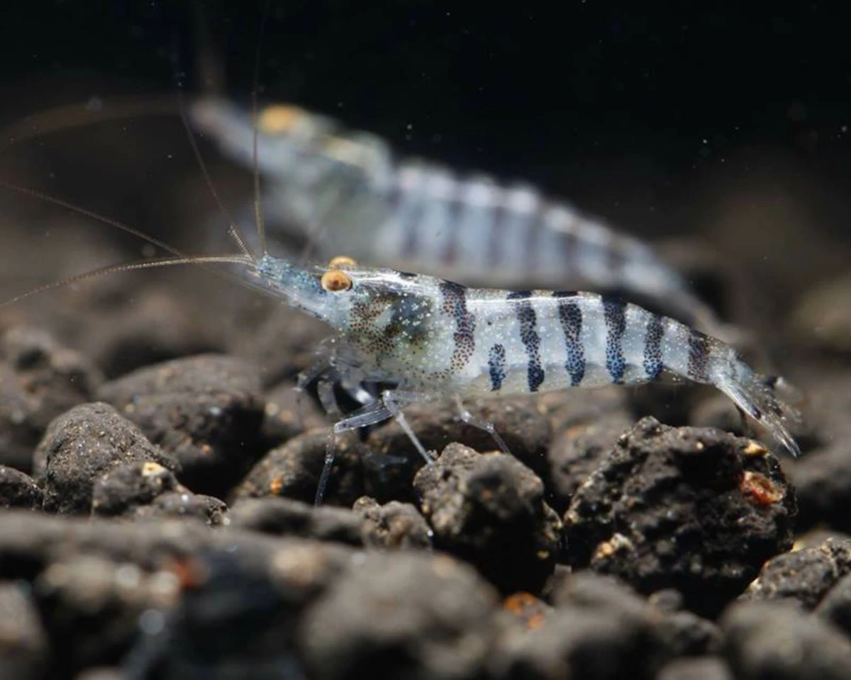 Gambas de acuario alimentándose sobre el fondo