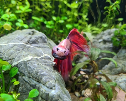 A vibrant Betta fish with red and pink fins swims near rocks and green aquatic plants in an aquarium.