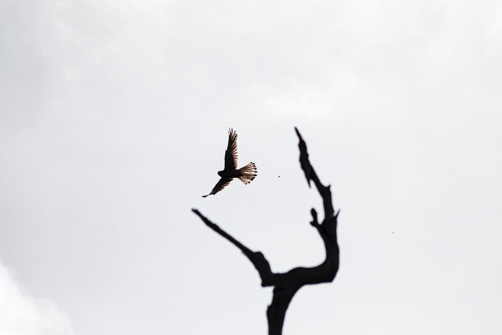 a bird flying in the air next to a tree