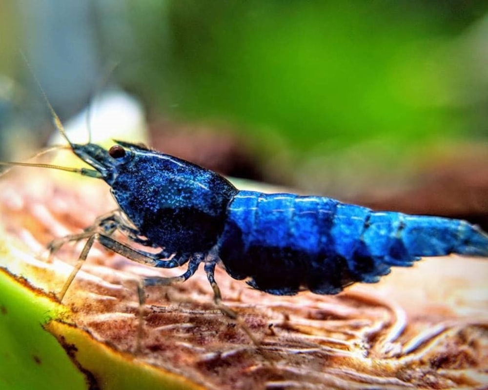 a blue insect sitting on top of a banana