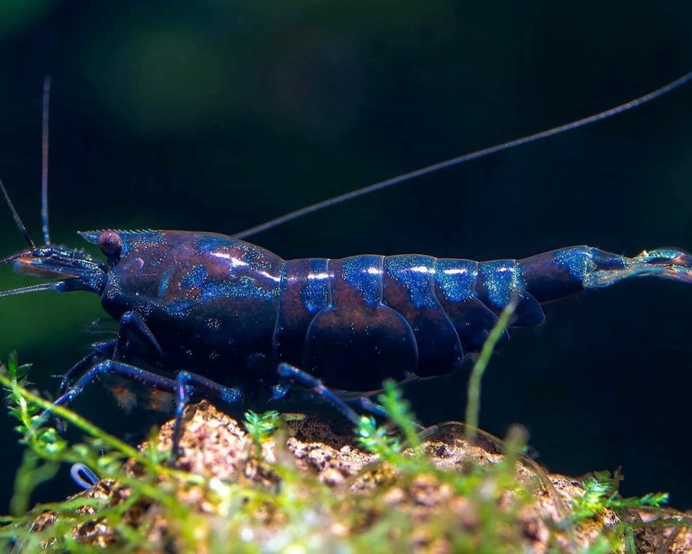 a close up of a blue and black insect