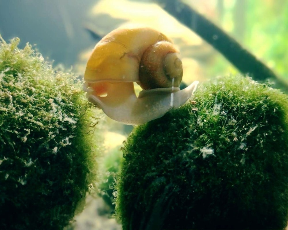 a snail that is sitting on top of some moss