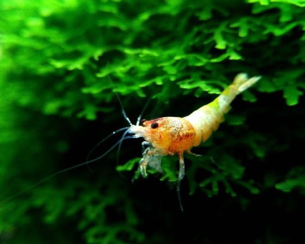 a close up of a shrimp on a plant