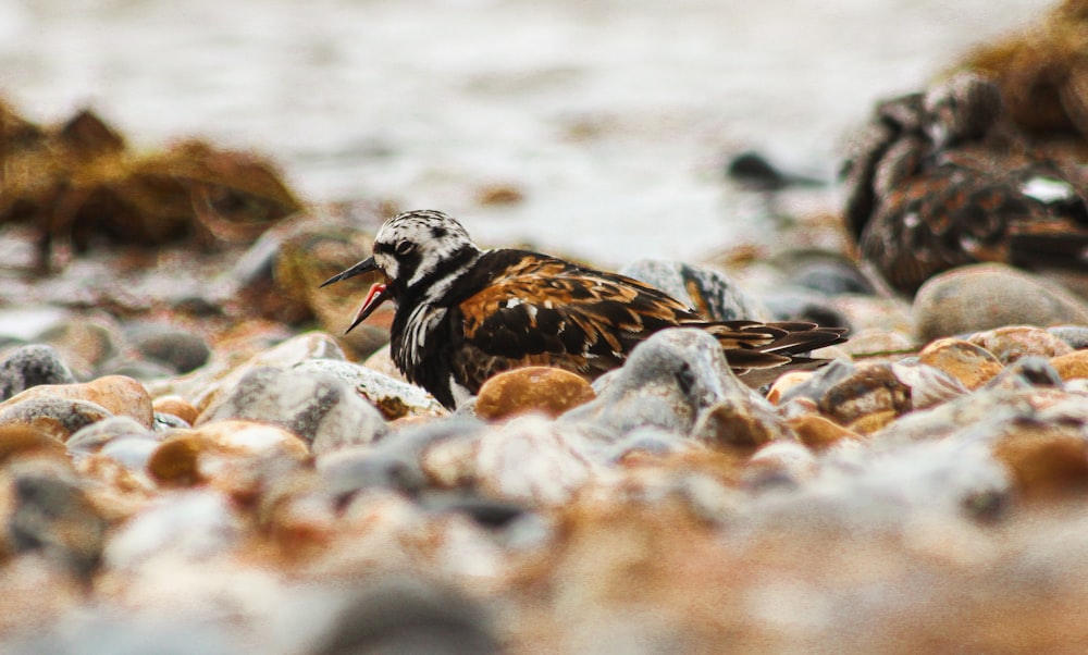 a close up of a bird on a rocky beach