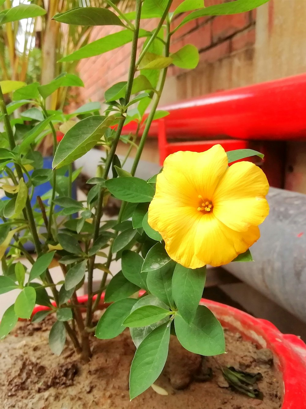 a yellow flower is in a red pot