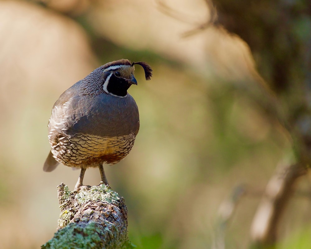 a bird is perched on a tree branch