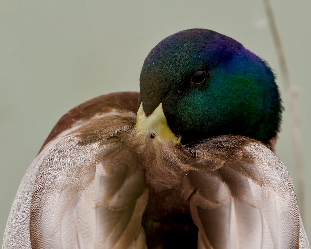 um close up de um pássaro com o bico aberto