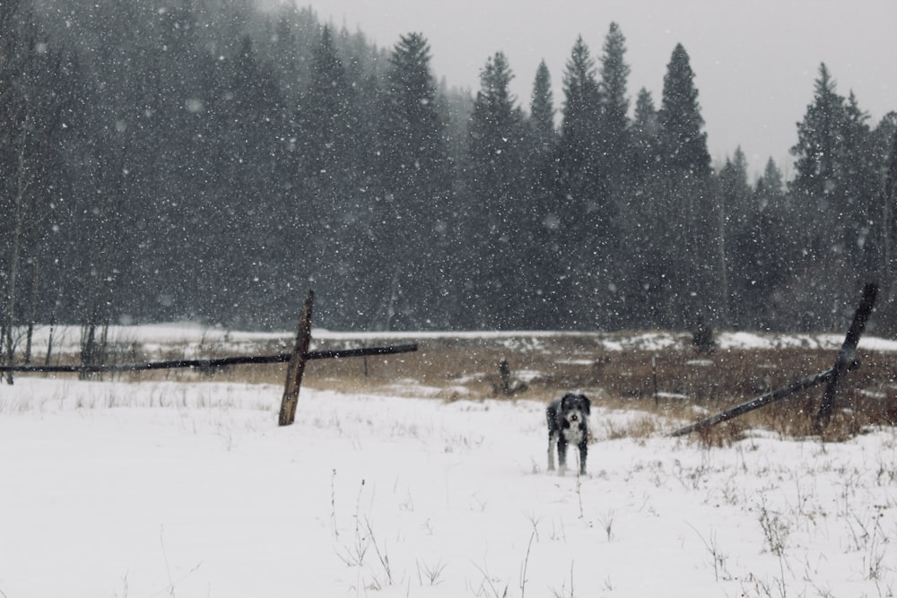 a couple of dogs standing in a snow covered field