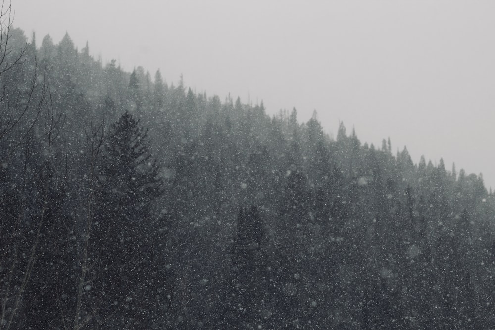 a forest covered in snow with trees in the background