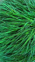 A vibrant, freshly installed Bermuda lawn with morning dew glistening under soft sunlight.