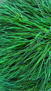 A vibrant, freshly installed Bermuda lawn with morning dew glistening under soft sunlight.