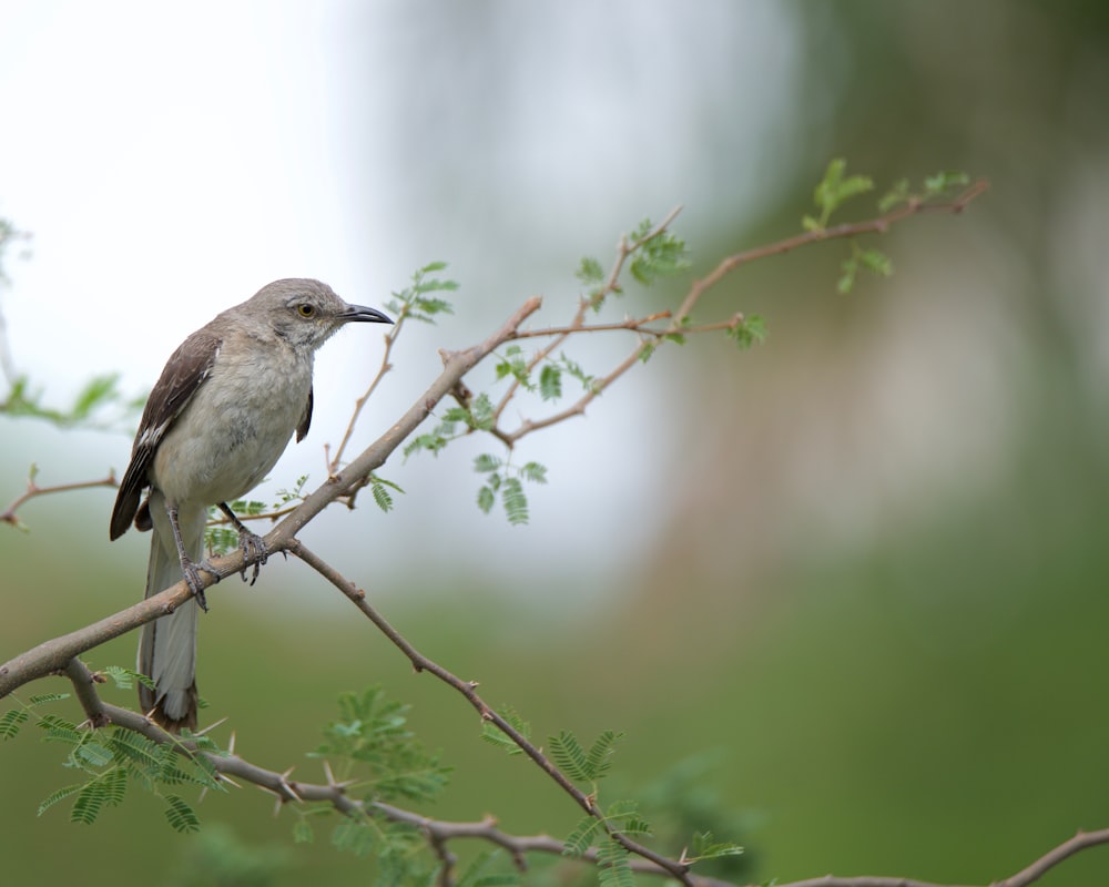 a bird sitting on a branch of a tree