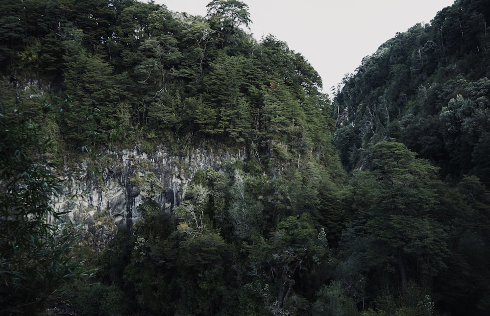 a group of trees growing on the side of a mountain