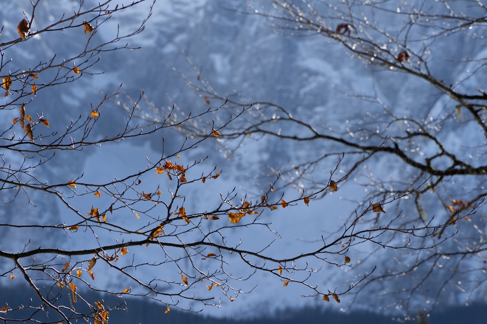 the branches of a tree in front of a snowy mountain