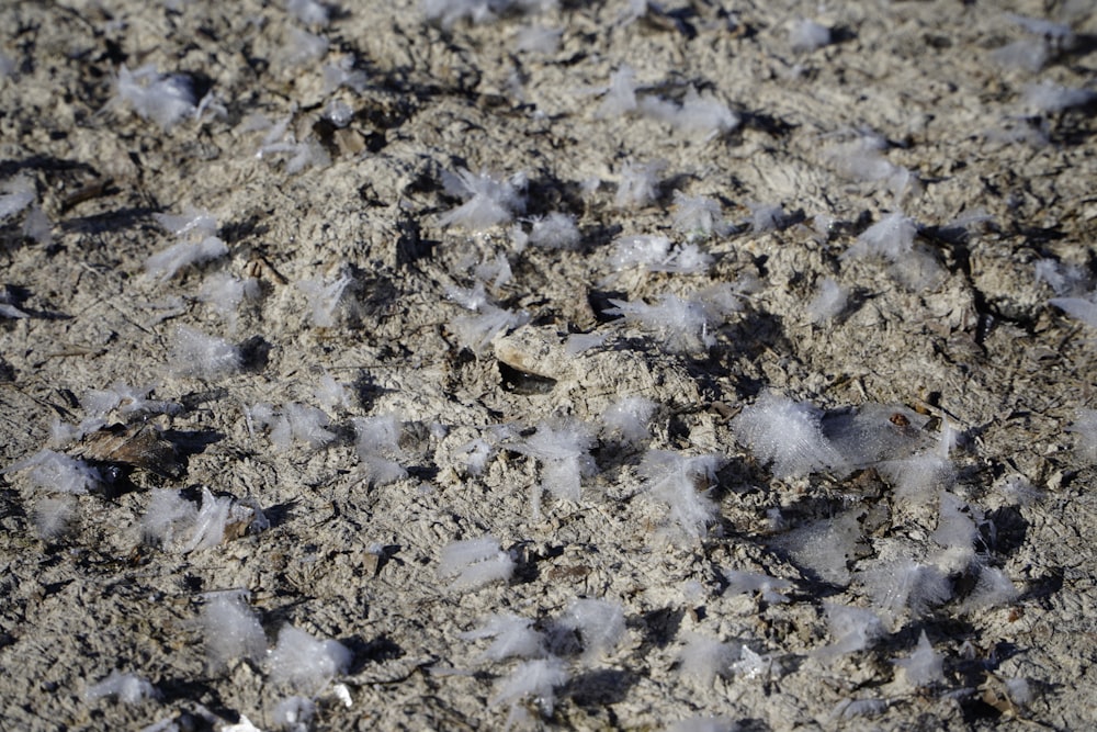a close up of a bunch of birds on the ground