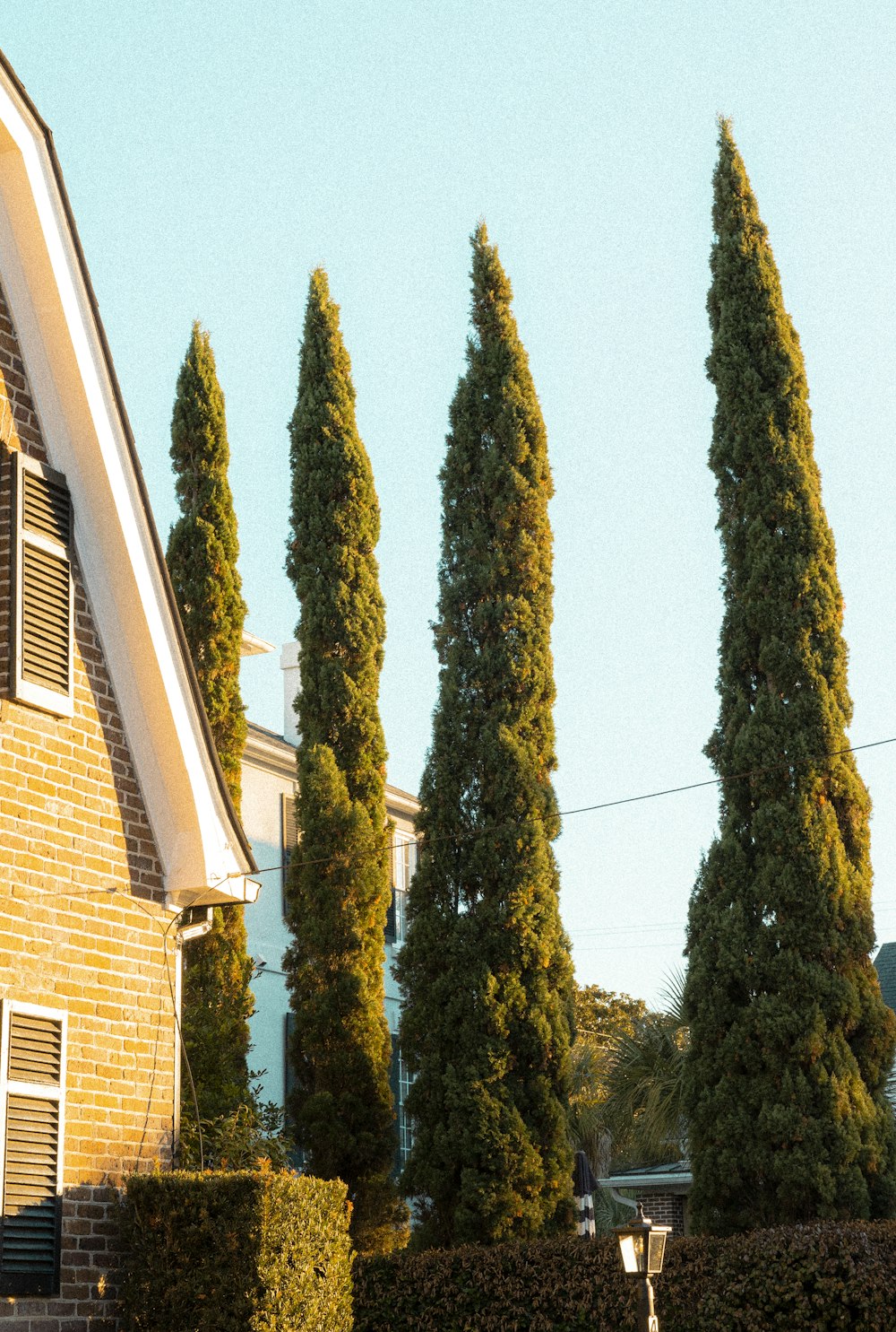 a row of trees in front of a house