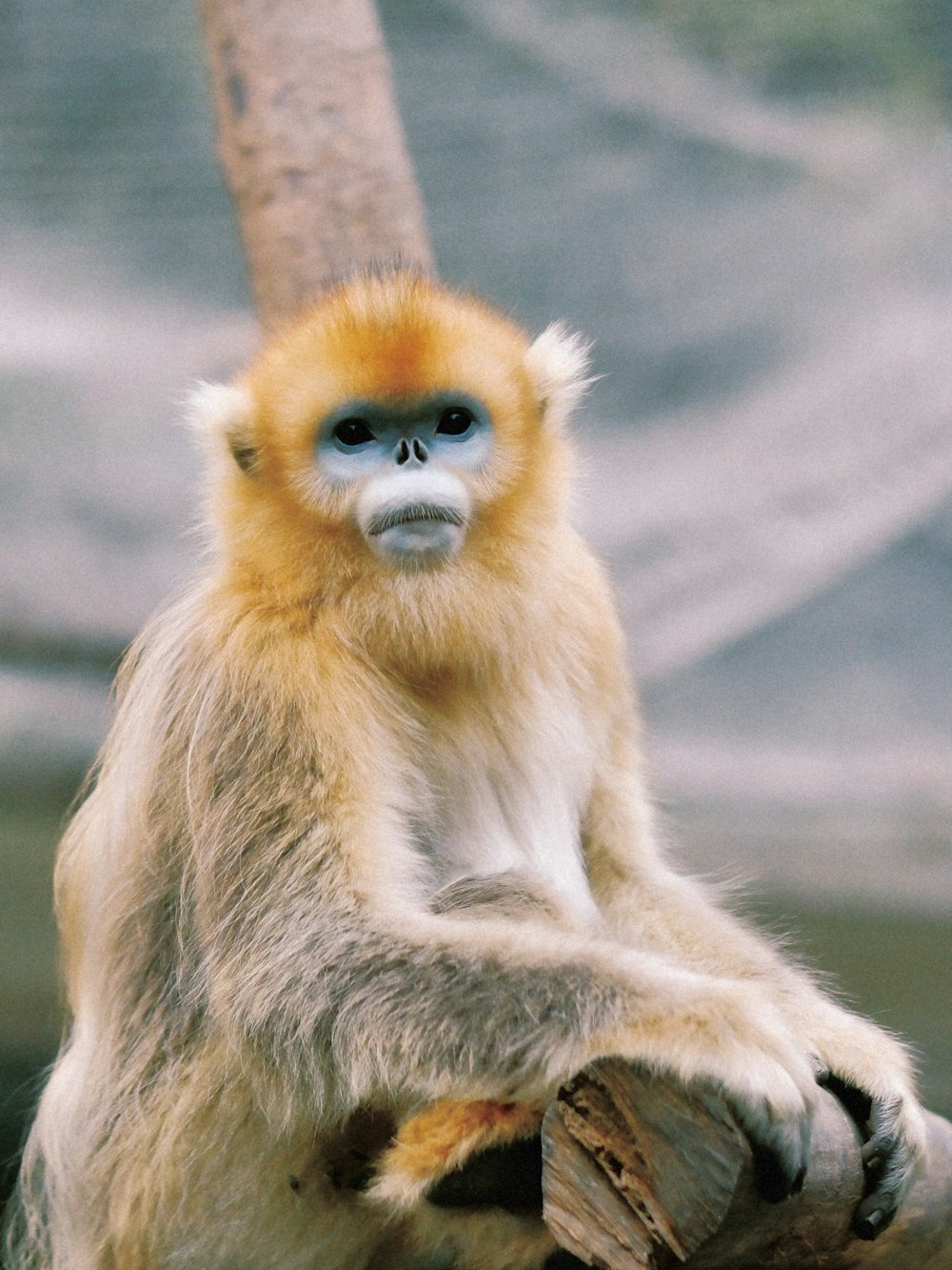 a monkey sitting on top of a tree branch