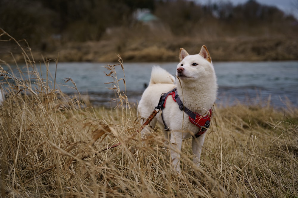 a white dog wearing a harness standing in a field