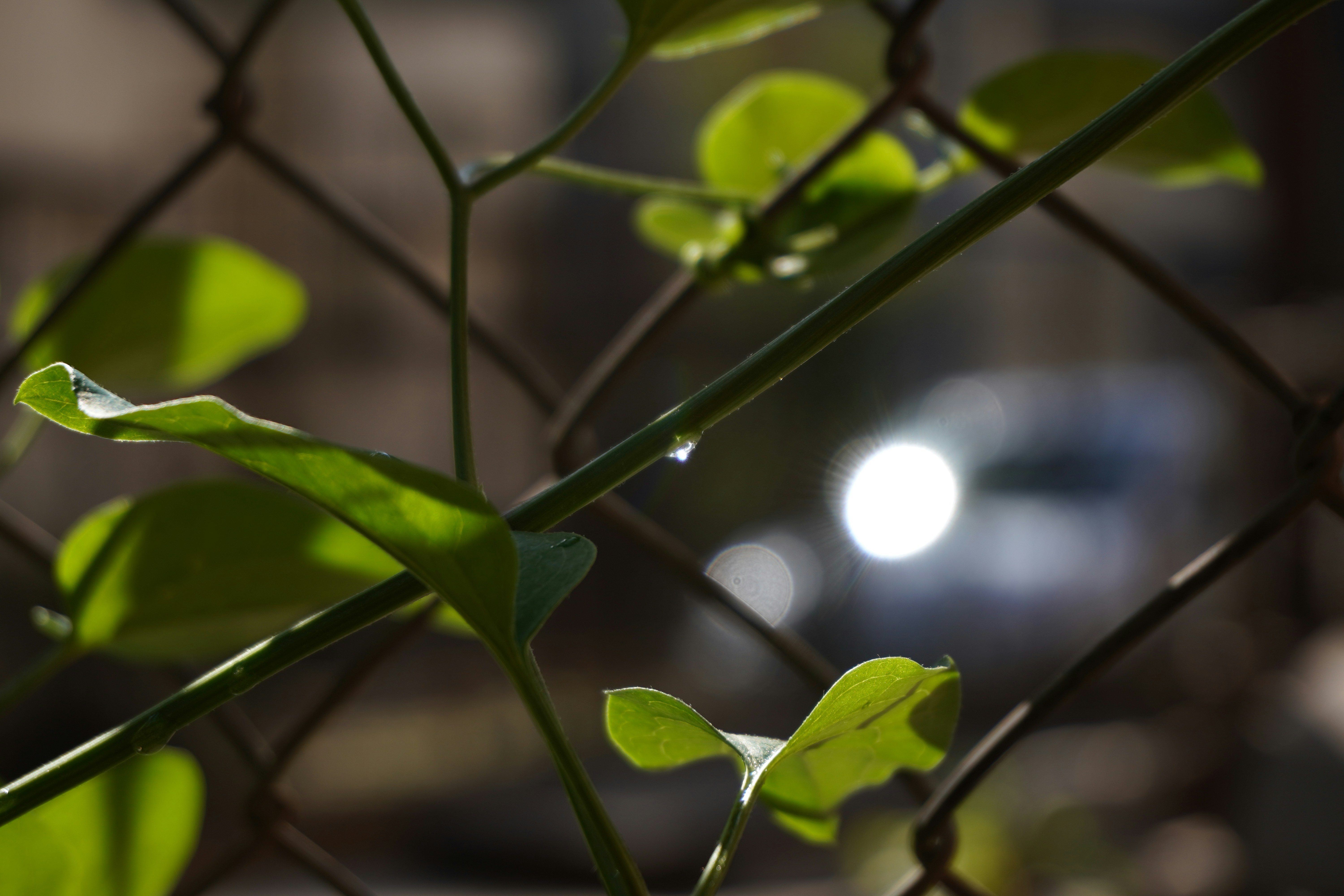 Will Future Superintelligence Bring Back Vine?