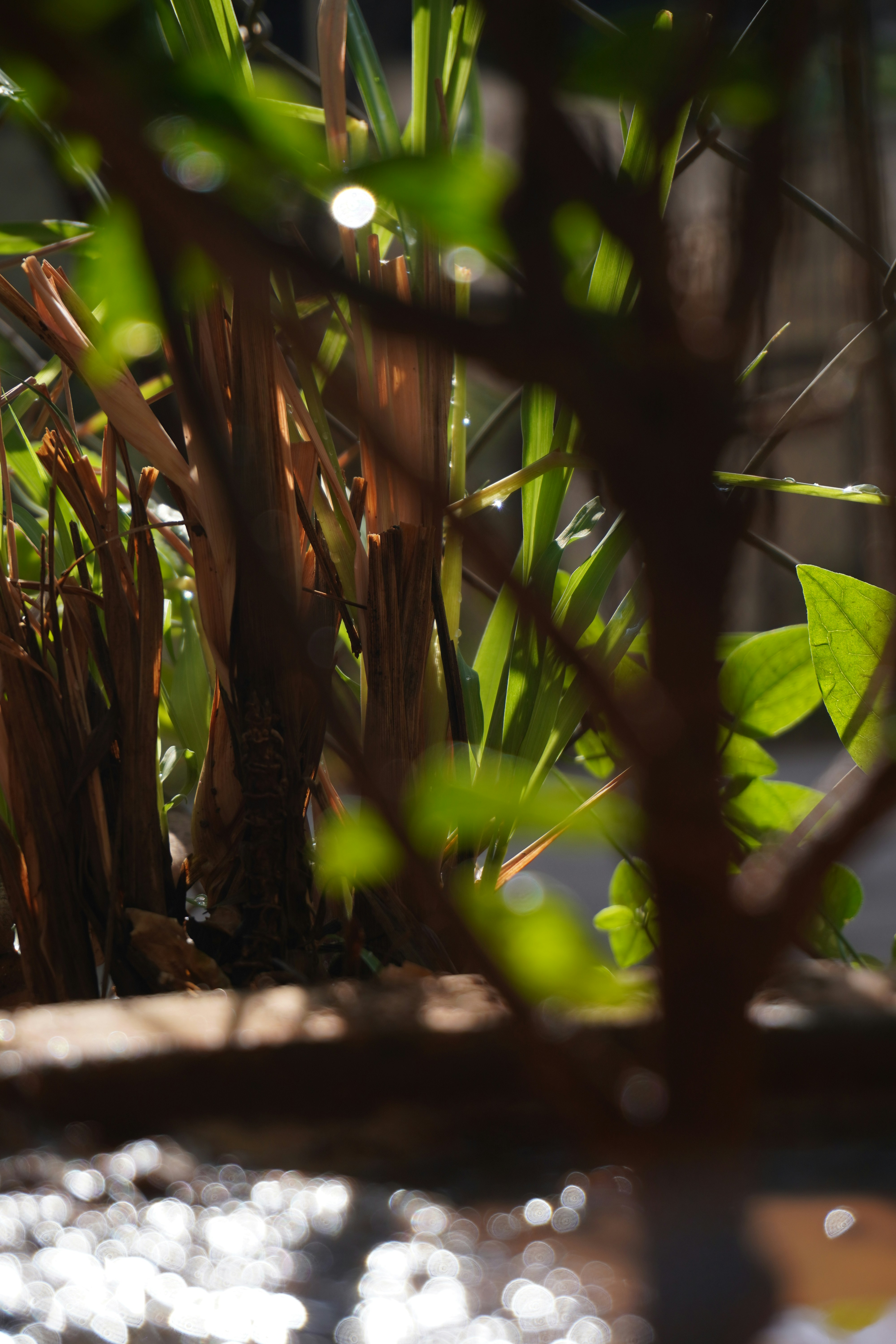 Photo by ambrosegraphfx