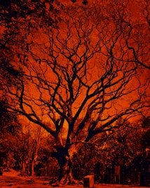 A large, sprawling tree with dark, intricate branches dominates the scene, set against a vivid red sky. The leafless branches create a striking contrast, giving a dramatic and somewhat eerie appearance. The foreground features a pathway flanked by trees on both sides, with dense foliage in the background. A small box and a signpost are visible near the base of the tree.
