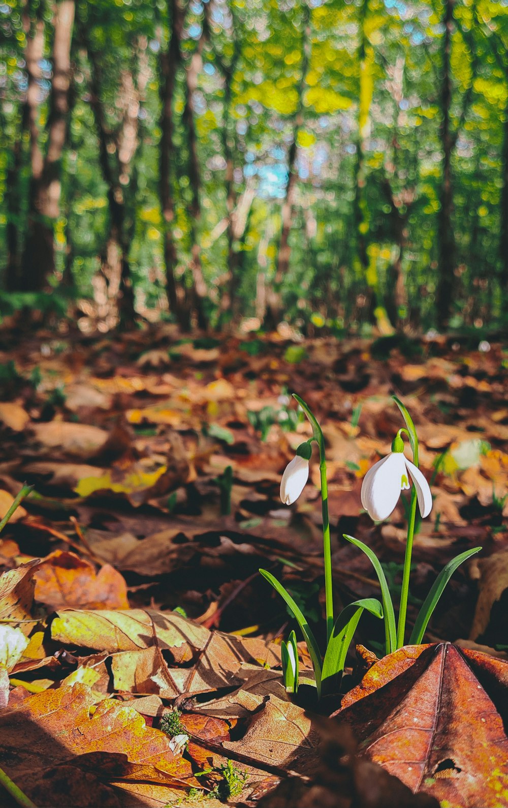 a couple of white flowers sitting in the middle of a forest