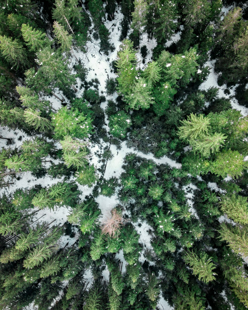 an aerial view of a snow covered forest