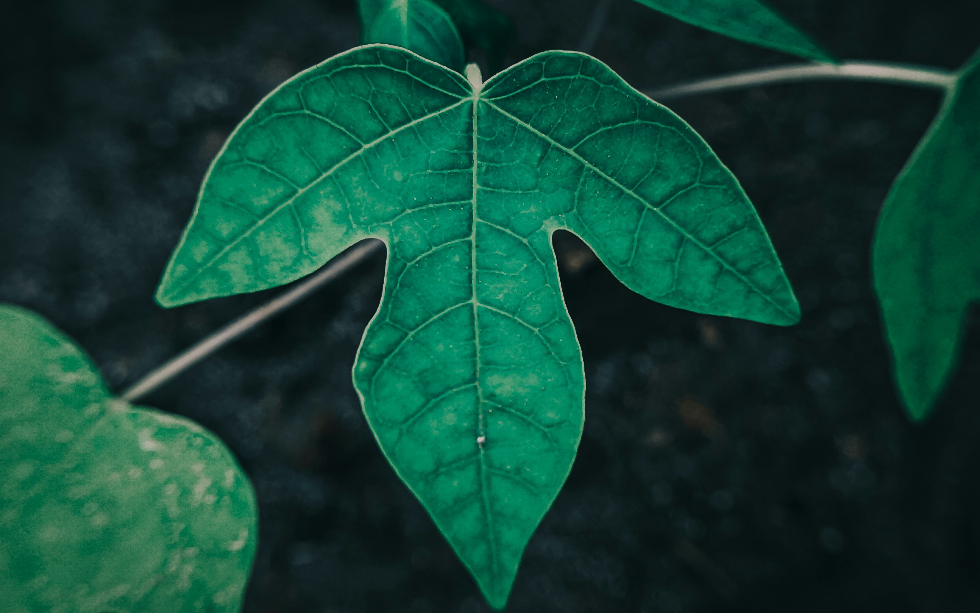 Photo by sibanarayan